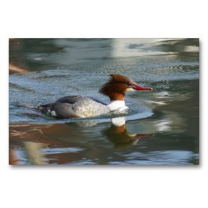 Premium Textil-Leinwand 90 x 60 cm Quer-Format Gänsesäger (Mergus merganser) Weibchen | Wandbild, HD-Bild auf Keilrahmen, Fertigbild auf hochwertigem Vlies, Leinwanddruck von kattobello