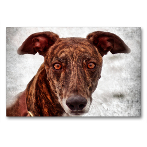 Premium Textil-Leinwand 90 x 60 cm Quer-Format Galgo Espaniol | Wandbild, HD-Bild auf Keilrahmen, Fertigbild auf hochwertigem Vlies, Leinwanddruck von Kattobello