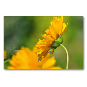 Premium Textil-Leinwand 90 x 60 cm Quer-Format Gelbe Blüte mit Regentropfen | Wandbild, HD-Bild auf Keilrahmen, Fertigbild auf hochwertigem Vlies, Leinwanddruck von Susanne Herppich