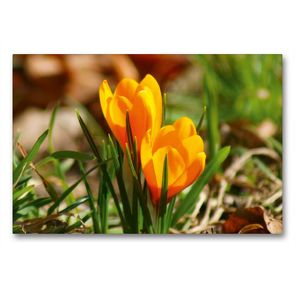 Premium Textil-Leinwand 90 x 60 cm Quer-Format Gelbe Krokusse (Crocus) | Wandbild, HD-Bild auf Keilrahmen, Fertigbild auf hochwertigem Vlies, Leinwanddruck von kattobello