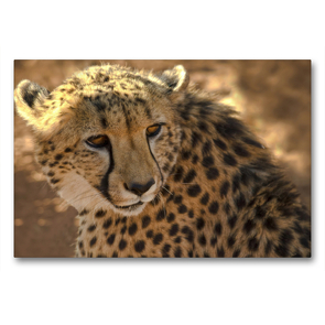 Premium Textil-Leinwand 90 x 60 cm Quer-Format Gepard Namibia | Wandbild, HD-Bild auf Keilrahmen, Fertigbild auf hochwertigem Vlies, Leinwanddruck von Astrid Ziemer