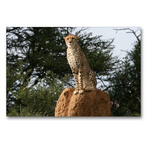 Premium Textil-Leinwand 90 x 60 cm Quer-Format Geparden – Beobachtungsposten | Wandbild, HD-Bild auf Keilrahmen, Fertigbild auf hochwertigem Vlies, Leinwanddruck von Michael Herzog