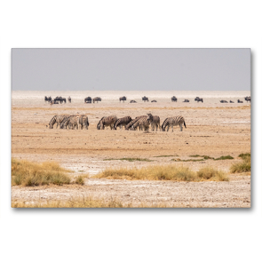 Premium Textil-Leinwand 90 x 60 cm Quer-Format Gnus und Zebras im Etosha-Nationalpark in Namibia | Wandbild, HD-Bild auf Keilrahmen, Fertigbild auf hochwertigem Vlies, Leinwanddruck von Hans Seidl