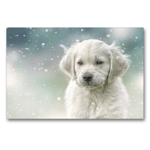 Premium Textil-Leinwand 90 x 60 cm Quer-Format Golden Retriever – Sweet Puppy von Martina Wrede | Wandbild, HD-Bild auf Keilrahmen, Fertigbild auf hochwertigem Vlies, Leinwanddruck von Martina Wrede