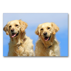 Premium Textil-Leinwand 90 x 60 cm Quer-Format Golden Retriever | Wandbild, HD-Bild auf Keilrahmen, Fertigbild auf hochwertigem Vlies, Leinwanddruck von SchnelleWelten