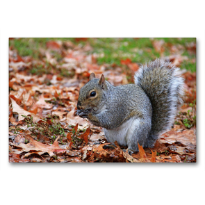 Premium Textil-Leinwand 90 x 60 cm Quer-Format Grauhörnchen im Central Park New York (USA) | Wandbild, HD-Bild auf Keilrahmen, Fertigbild auf hochwertigem Vlies, Leinwanddruck von Jana Thiem-Eberitsch