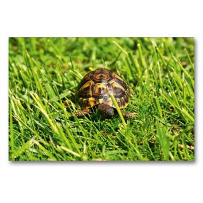 Premium Textil-Leinwand 90 x 60 cm Quer-Format Griechisches Landschildkröten Baby auf der Wiese | Wandbild, HD-Bild auf Keilrahmen, Fertigbild auf hochwertigem Vlies, Leinwanddruck von Kattobello