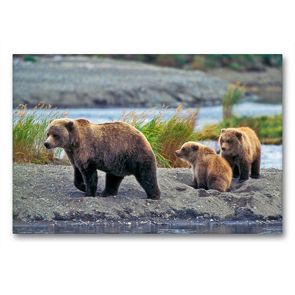 Premium Textil-Leinwand 90 x 60 cm Quer-Format Grizzly Baerin mit zwei Jungen am Fluss. | Wandbild, HD-Bild auf Keilrahmen, Fertigbild auf hochwertigem Vlies, Leinwanddruck von ROLF KOPFLE