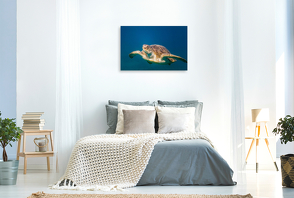 Premium Textil-Leinwand 900 x 600 cm Quer-Format Grüne Schildkröte in Marsa Alam | Wandbild, HD-Bild auf Keilrahmen, Fertigbild auf hochwertigem Vlies, Leinwanddruck von Gerhard Haupt