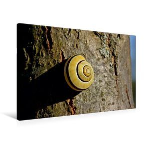 Premium Textil-Leinwand 90 x 60 cm Quer-Format Hain-Bänderschnecke (Cepaea nemoralis) | Wandbild, HD-Bild auf Keilrahmen, Fertigbild auf hochwertigem Vlies, Leinwanddruck von Christine Schmutzler-Schaub von Schmutzler-Schaub,  Christine