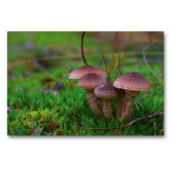 Premium Textil-Leinwand 90 x 60 cm Quer-Format Hallimasch bot. Armillaria mellea | Wandbild, HD-Bild auf Keilrahmen, Fertigbild auf hochwertigem Vlies, Leinwanddruck von Avianaarts Design Fotografie by Tanja Riedel