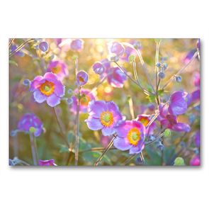 Premium Textil-Leinwand 90 x 60 cm Quer-Format Herbst-Anemonen | Wandbild, HD-Bild auf Keilrahmen, Fertigbild auf hochwertigem Vlies, Leinwanddruck von Elisabeth Schittenhelm