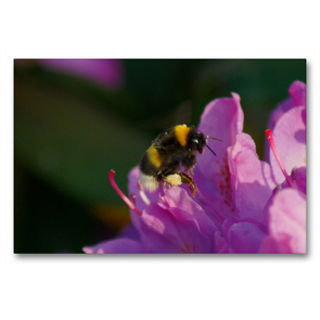 Premium Textil-Leinwand 90 x 60 cm Quer-Format Hummel auf rosa Rhododendronblüte | Wandbild, HD-Bild auf Keilrahmen, Fertigbild auf hochwertigem Vlies, Leinwanddruck von kattobello