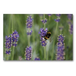 Premium Textil-Leinwand 90 x 60 cm Quer-Format Hummel im Lavendelfeld | Wandbild, HD-Bild auf Keilrahmen, Fertigbild auf hochwertigem Vlies, Leinwanddruck von kattobello