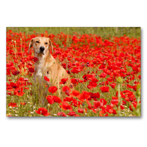 Premium Textil-Leinwand 90 x 60 cm Quer-Format Hund mit rot – Azawakh – Ridgeback | Wandbild, HD-Bild auf Keilrahmen, Fertigbild auf hochwertigem Vlies, Leinwanddruck von Meike Bölts