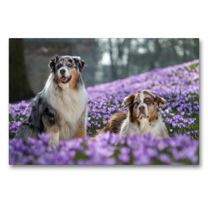 Premium Textil-Leinwand 90 x 60 cm Quer-Format Australian Shepherd im Krokussmeer | Wandbild, HD-Bild auf Keilrahmen, Fertigbild auf hochwertigem Vlies, Leinwanddruck von Annett Mirsberger www.tierpfoto.de