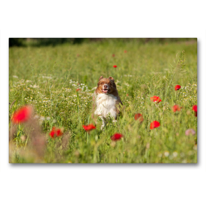 Premium Textil-Leinwand 90 x 60 cm Quer-Format Australian Shepherd läuft durch Mohnfeld | Wandbild, HD-Bild auf Keilrahmen, Fertigbild auf hochwertigem Vlies, Leinwanddruck von Annett Mirsberger www.tierpfoto.de