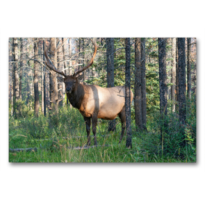 Premium Textil-Leinwand 90 x 60 cm Quer-Format Kapitaler Wapiti Hirsch in den Wäldern der Rocky Mountains in Kanada | Wandbild, HD-Bild auf Keilrahmen, Fertigbild auf hochwertigem Vlies, Leinwanddruck von alfotokunst