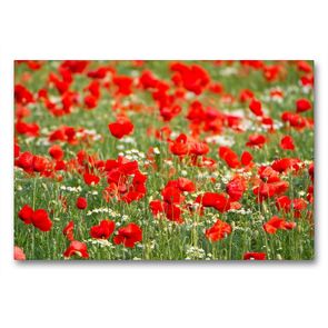 Premium Textil-Leinwand 90 x 60 cm Quer-Format Klatschmohn-Feld | Wandbild, HD-Bild auf Keilrahmen, Fertigbild auf hochwertigem Vlies, Leinwanddruck von Elisabeth Schittenhelm