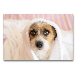 Premium Textil-Leinwand 90 x 60 cm Quer-Format Kleine Hundeauszeiten auf Terrierart! | Wandbild, HD-Bild auf Keilrahmen, Fertigbild auf hochwertigem Vlies, Leinwanddruck von Sonja Rachbauer