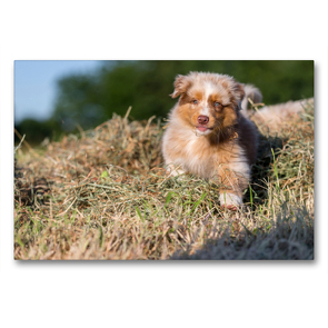 Premium Textil-Leinwand 90 x 60 cm Quer-Format Australian Shepherd Welpe spielt im Heu | Wandbild, HD-Bild auf Keilrahmen, Fertigbild auf hochwertigem Vlies, Leinwanddruck von Annett Mirsberger www.tierpfoto.de