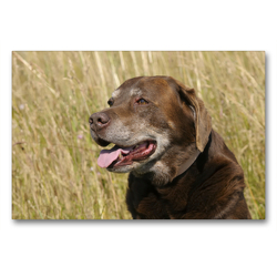 Premium Textil-Leinwand 90 x 60 cm Quer-Format Labrador Retriever Ben, 12 Jahre | Wandbild, HD-Bild auf Keilrahmen, Fertigbild auf hochwertigem Vlies, Leinwanddruck von Peter Faber