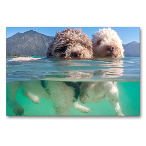 Premium Textil-Leinwand 90 x 60 cm Quer-Format Lagotto Romagnolo Paar beim Schwimmen mit Unterwasseransicht | Wandbild, HD-Bild auf Keilrahmen, Fertigbild auf hochwertigem Vlies, Leinwanddruck von Wuffclick-pic