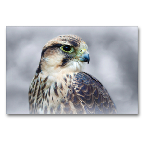 Premium Textil-Leinwand 90 x 60 cm Quer-Format Lannerfalke | Wandbild, HD-Bild auf Keilrahmen, Fertigbild auf hochwertigem Vlies, Leinwanddruck von Astrid Ziemer