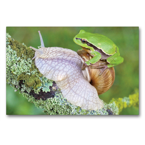 Premium Textil-Leinwand 90 x 60 cm Quer-Format Laubfrosch/Weinbergschnecke | Wandbild, HD-Bild auf Keilrahmen, Fertigbild auf hochwertigem Vlies, Leinwanddruck von Klaus Feske