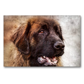 Premium Textil-Leinwand 90 x 60 cm Quer-Format Leonberger | Wandbild, HD-Bild auf Keilrahmen, Fertigbild auf hochwertigem Vlies, Leinwanddruck von Kattobello