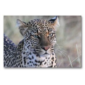 Premium Textil-Leinwand 90 x 60 cm Quer-Format Leoparden – Augen-Blick | Wandbild, HD-Bild auf Keilrahmen, Fertigbild auf hochwertigem Vlies, Leinwanddruck von Michael Herzog