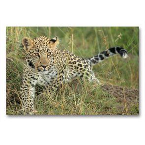 Premium Textil-Leinwand 90 x 60 cm Quer-Format Leoparden – Kleiner unterwegs | Wandbild, HD-Bild auf Keilrahmen, Fertigbild auf hochwertigem Vlies, Leinwanddruck von Michael Herzog