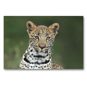 Premium Textil-Leinwand 90 x 60 cm Quer-Format Leoparden – neugieriger Nachwuchs | Wandbild, HD-Bild auf Keilrahmen, Fertigbild auf hochwertigem Vlies, Leinwanddruck von Michael Herzog