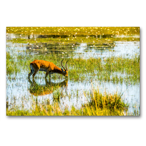 Premium Textil-Leinwand 90 x 60 cm Quer-Format Letschwe Antilope (Bwabwata NP, Namibia) | Wandbild, HD-Bild auf Keilrahmen, Fertigbild auf hochwertigem Vlies, Leinwanddruck von Bruno Pohl