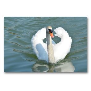 Premium Textil-Leinwand 90 x 60 cm Quer-Format Liebenswerte Schwäne | Wandbild, HD-Bild auf Keilrahmen, Fertigbild auf hochwertigem Vlies, Leinwanddruck von Christa Diederich