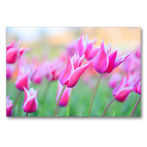 Premium Textil-Leinwand 90 x 60 cm Quer-Format Lilienblütige Tulpen | Wandbild, HD-Bild auf Keilrahmen, Fertigbild auf hochwertigem Vlies, Leinwanddruck von Rose Hurley