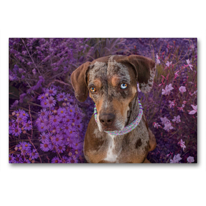 Premium Textil-Leinwand 90 x 60 cm Quer-Format Louisiana Catahoula Leopard Dog | Wandbild, HD-Bild auf Keilrahmen, Fertigbild auf hochwertigem Vlies, Leinwanddruck von Catahouligan on Tour