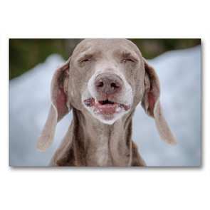 Premium Textil-Leinwand 90 x 60 cm Quer-Format Lustiger Weimaraner | Wandbild, HD-Bild auf Keilrahmen, Fertigbild auf hochwertigem Vlies, Leinwanddruck von wuffclick-pic