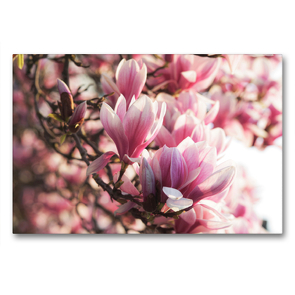 Premium Textil-Leinwand 90 x 60 cm Quer-Format Magnolien Blüten | Wandbild, HD-Bild auf Keilrahmen, Fertigbild auf hochwertigem Vlies, Leinwanddruck von Tanja Riedel