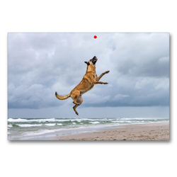 Premium Textil-Leinwand 90 x 60 cm Quer-Format Malinois am Strand beim Ballspiel | Wandbild, HD-Bild auf Keilrahmen, Fertigbild auf hochwertigem Vlies, Leinwanddruck von Annett Mirsberger
