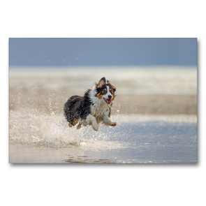 Premium Textil-Leinwand 90 x 60 cm Quer-Format Australian Shepherd tobt im Wasser | Wandbild, HD-Bild auf Keilrahmen, Fertigbild auf hochwertigem Vlies, Leinwanddruck von Annett Mirsberger tierpfoto