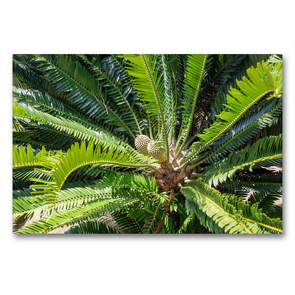 Premium Textil-Leinwand 90 x 60 cm Quer-Format Modjadji Palme, Encephalartos transvenosus | Wandbild, HD-Bild auf Keilrahmen, Fertigbild auf hochwertigem Vlies, Leinwanddruck von Hanna Wagner