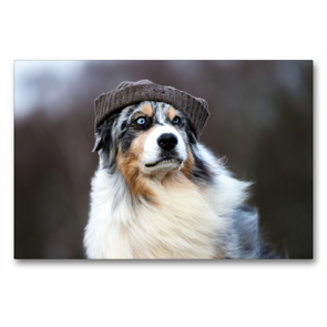 Premium Textil-Leinwand 90 x 60 cm Quer-Format Mützenwetter für Australian Shepherd | Wandbild, HD-Bild auf Keilrahmen, Fertigbild auf hochwertigem Vlies, Leinwanddruck von Annett Mirsberger www.tierpfoto.de