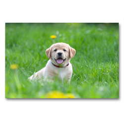 Premium Textil-Leinwand 90 x 60 cm Quer-Format Niedlicher Labrador-Welpe im hohen Gras | Wandbild, HD-Bild auf Keilrahmen, Fertigbild auf hochwertigem Vlies, Leinwanddruck von Annett Mirsberger