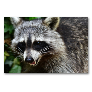 Premium Textil-Leinwand 90 x 60 cm Quer-Format Niedlicher Waschbär – Foto Jean-Louis Glineur | Wandbild, HD-Bild auf Keilrahmen, Fertigbild auf hochwertigem Vlies, Leinwanddruck von Jean-Louis Glineur