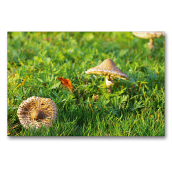 Premium Textil-Leinwand 90 x 60 cm Quer-Format Parasol Riesenschirmling bot. Macrolepiota procera | Wandbild, HD-Bild auf Keilrahmen, Fertigbild auf hochwertigem Vlies, Leinwanddruck von Avianaarts Design Fotografie by Tanja Riedel