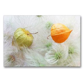 Premium Textil-Leinwand 90 x 60 cm Quer-Format Physalis auf Samen der Tangutica-Clematis | Wandbild, HD-Bild auf Keilrahmen, Fertigbild auf hochwertigem Vlies, Leinwanddruck von Gisela Kruse