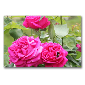 Premium Textil-Leinwand 90 x 60 cm Quer-Format Pinke Kletterrose mit Hummel | Wandbild, HD-Bild auf Keilrahmen, Fertigbild auf hochwertigem Vlies, Leinwanddruck von Gisela Kruse