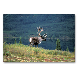 Premium Textil-Leinwand 90 x 60 cm Quer-Format Rentier (Rangifer Tarandus) Alaska | Wandbild, HD-Bild auf Keilrahmen, Fertigbild auf hochwertigem Vlies, Leinwanddruck von Christian Heeb