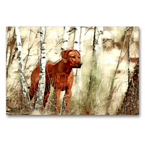 Premium Textil-Leinwand 90 x 60 cm Quer-Format Rhodesian Ridgeback Hündin afrikanischer Löwenhund | Wandbild, HD-Bild auf Keilrahmen, Fertigbild auf hochwertigem Vlies, Leinwanddruck von Dagmar Behrens